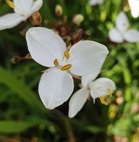 Libertia peregrinans 
